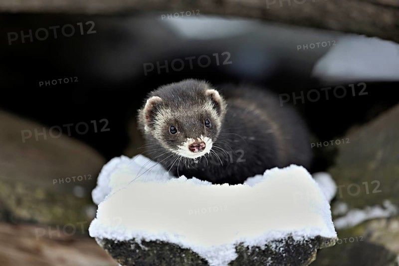 European polecat (Mustela putorius) or woodland polecat, sitting on a snow-covered woodpile, captive, Switzerland, Europe