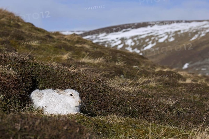 Mountain hare (Lepus timidus), Alpine hare, snow hare in white winter pelage resting in the Cairngorms National Park, Scotland, UK