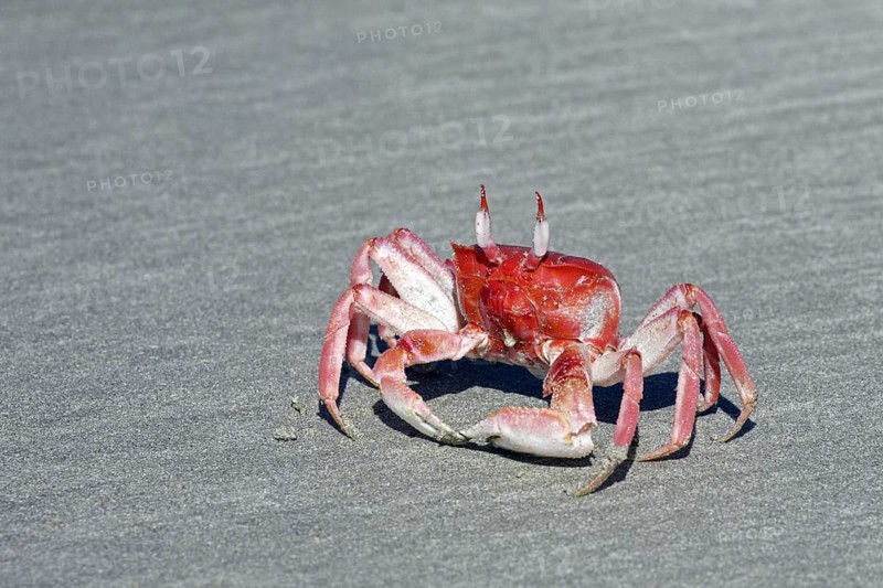 Painted ghost crab, cart driver crab (Ocypode gaudichaudii) on the beach at Puerto Villamil on Isabela Island, Galápagos Islands, Ecuador, Latin America, South America
