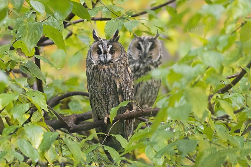 Two long-eared owls (Asio otus) (Strix otus) perched in tree in forest