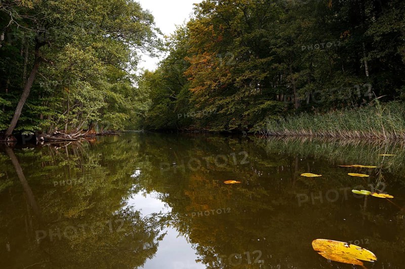 Alder swamp forest in autumn, Müritz National Park, Mecklenburg-Western Pomerania, Germany, Europe