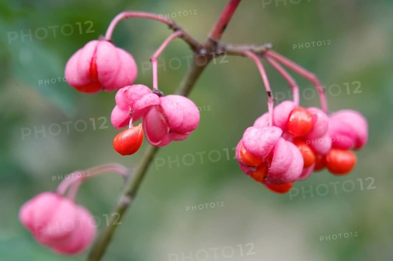 European spindle (Euonymus europaeus), October, Germany, Europe
