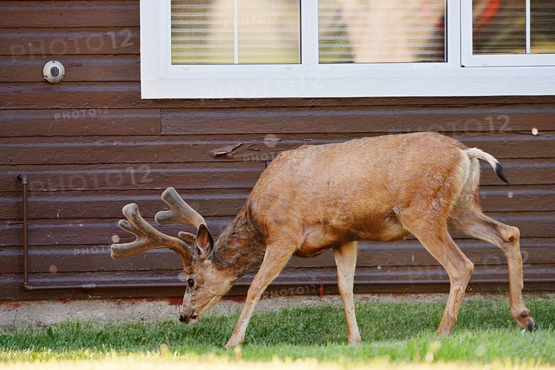 Mule deer (Odocoileus hemionus) or big-eared deer, deer with velvet antlers in front of a house, Waterton Lakes National Park, Alberta, Canada, North America