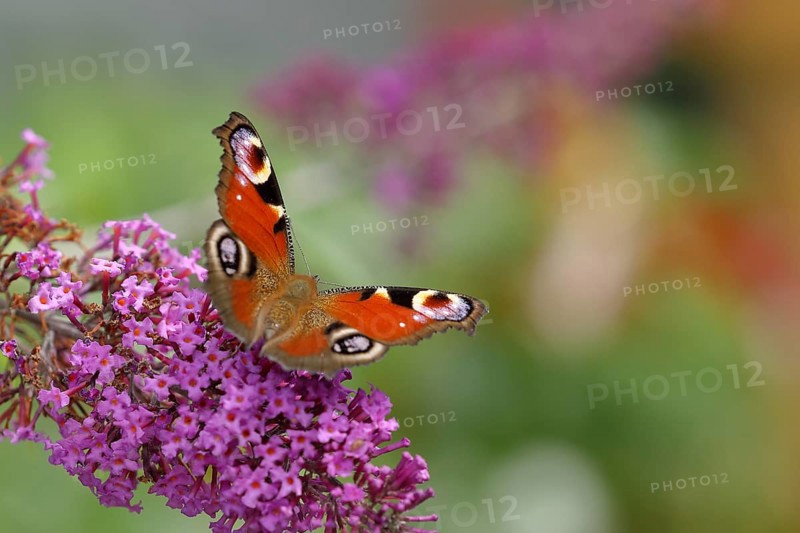 European peacock (Aglais io), on summer lilac or butterfly-bush (Buddleja davidii), Wilden, North Rhine-Westphalia, Germany, Europe