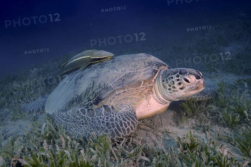 Green turtle (Chelonia mydas) with ship holder (Remora remora), lying on sea grass, sand, Marsa Shona reef dive site, Egypt, Red Sea, Africa