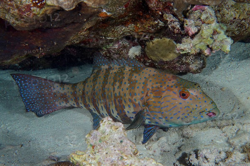 Red Sea trout perch (Plectropomus pessuliferus marisrubri) at night. Dangerous Reef Dive Site, St Johns Reef, Saint Johns, Red Sea, Egypt, Africa
