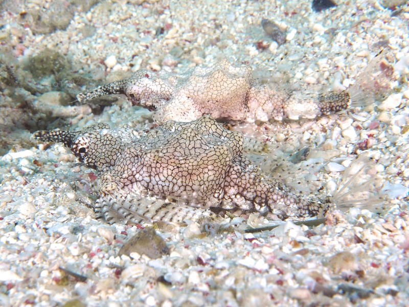 Little dragonfish (Eurypegasus draconis), House Reef Dive Site, Mangrove Bay, El Quesir, Red Sea, Egypt, Africa