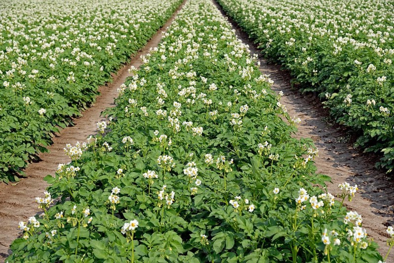 Field with potatoes (Solanum tuberosum) at flowering time, North Rhine-Westphalia, Germany, Europe