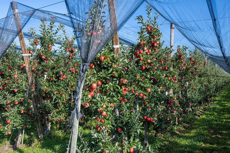 Apple orchard with apples ripe for harvesting and hail protection net, Bodman-Ludwigshafen, Constance district, Baden-Württemberg, Germany, Europe