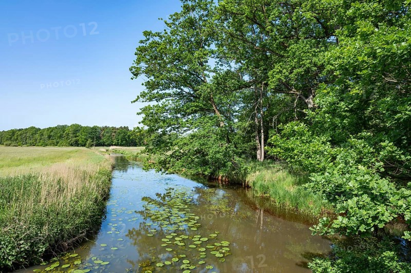River Aller, oak trees (Quercus), blue sky, Allertal nature reserve between Wolfsburg and Gifhorn, Lower Saxony, Germany, Europe