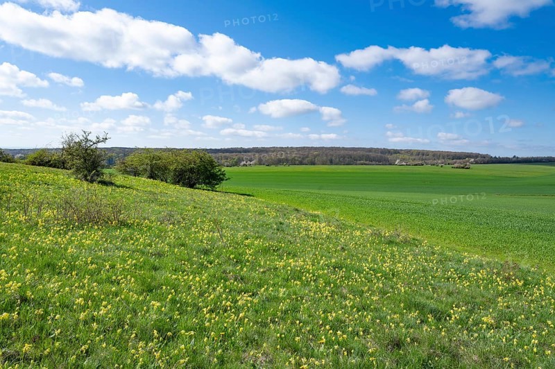 Meadow with common cowslip (Primula veris), flowering, blue sky, white clouds, Thuringia, Germany, Europe