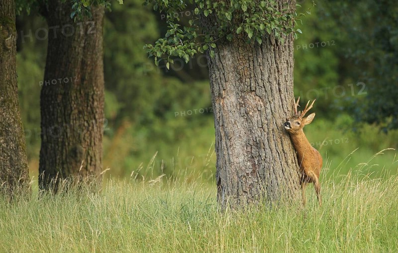 European roe deer (Capreolus capreolus) buck marked on old pear tree during rutting season, Lower Austria, Austria, Europe