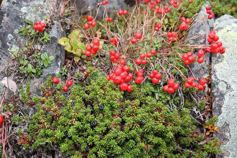 Red cranberries (Vaccinium subg.) and black crowberries (Empetrium nigrum) in the tundra, Lapland, Northern Norway, Scandinavia