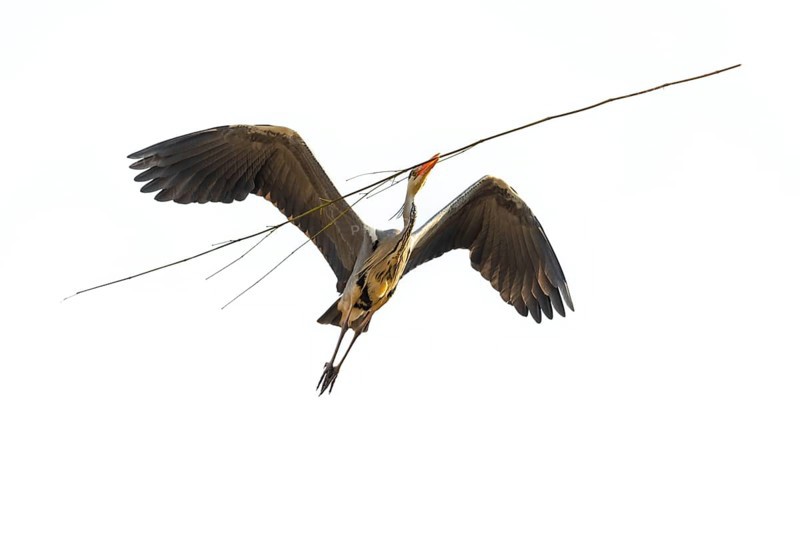 Grey heron (Ardea cinerea) transports nesting material, Highkey image, Aggeraue, Wahner Heide, North Rhine-Westphalia, Germany, Europe