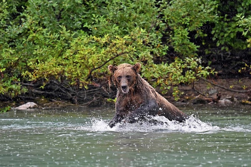 Brown bear (Ursus arctos) hunting for salmon in the water, Lake Clark National Park, Alaska