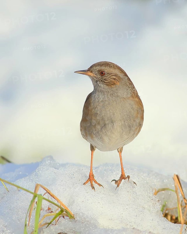 Dunnock (Prunella modularis) standing on a snow-covered meadow, wildlife, winter, animals, birds, songbird, Siegerland, North Rhine-Westphalia, Germany, Europe