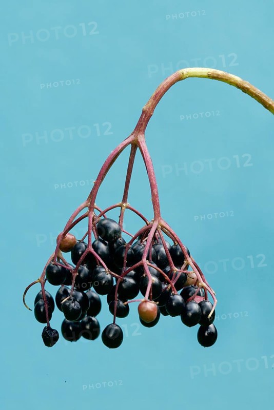 Elderberries, Germany, Black elderberries, Europe, Plants, Honeysuckle family, Caprifoliaceae, Vertical, Fruit, Berry, Berries, Europe