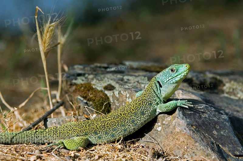Ocellated lizard (Timon lepidus), eyed lizard, jeweled lacerta (Lacerta lepida) basking, Spain, Europe