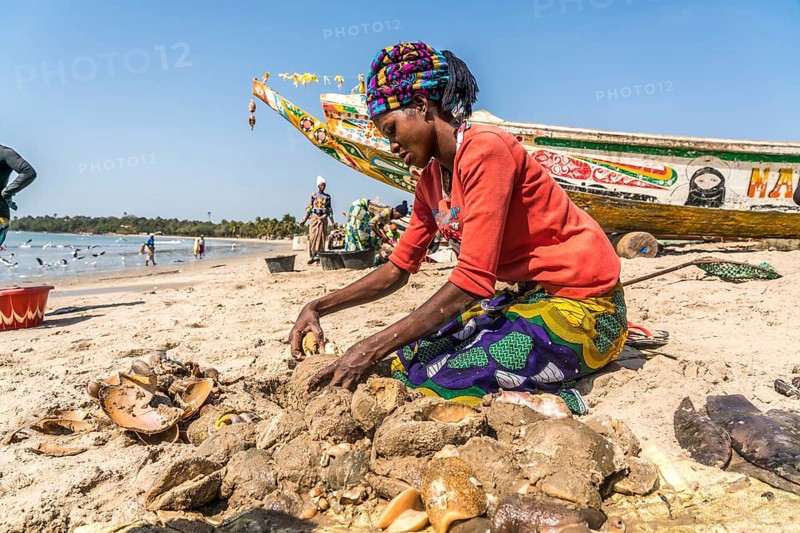 Fishermen's wives clean the freshly caught sea snails on the beach of Sanyang, Gambia, West Africa, Africa
