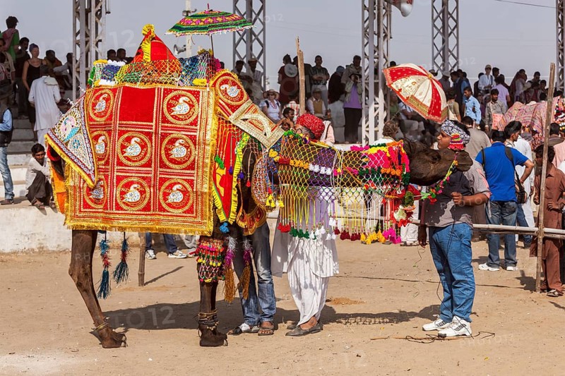 PUSHKAR, INDIA, NOVEMBER 22, 2012: Camel decoration competition contest at Pushkar camel fair (Pushkar Mela), annual five-day camel and livestock fair, one of the world's largest camel fairs and tourist attraction