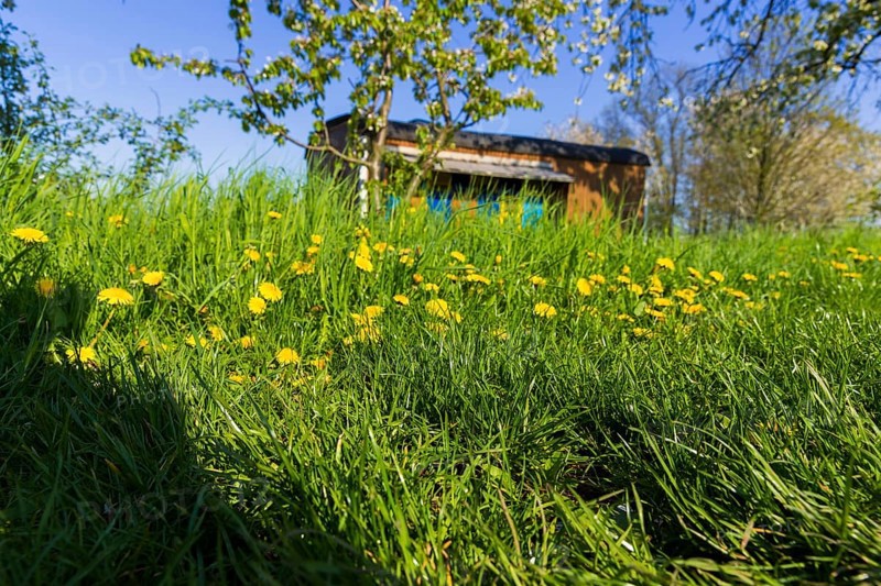 Blossoming apple orchards with beekeeping