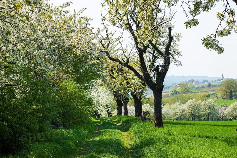 Spring in a carp tavern near Meissen