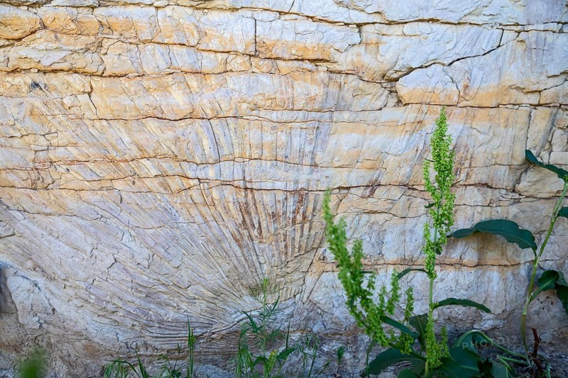 Golden, Colorado, An impression of a palm frond along the Triceratops Trail is evidence that Colorado had a tropical climate 68 million years ago. The trail in suburban Denver allows access to footprints of dinosaurs and traces of other animals and plants from the Late Cretaceous period. The fossils are located in a former clay mine