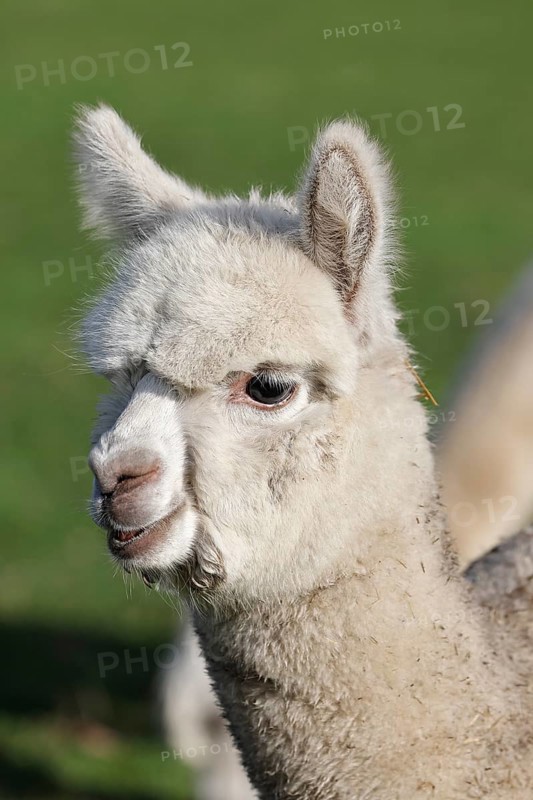Young alpaca (Vicugna pacos), animal child, foal, Germany, Europe