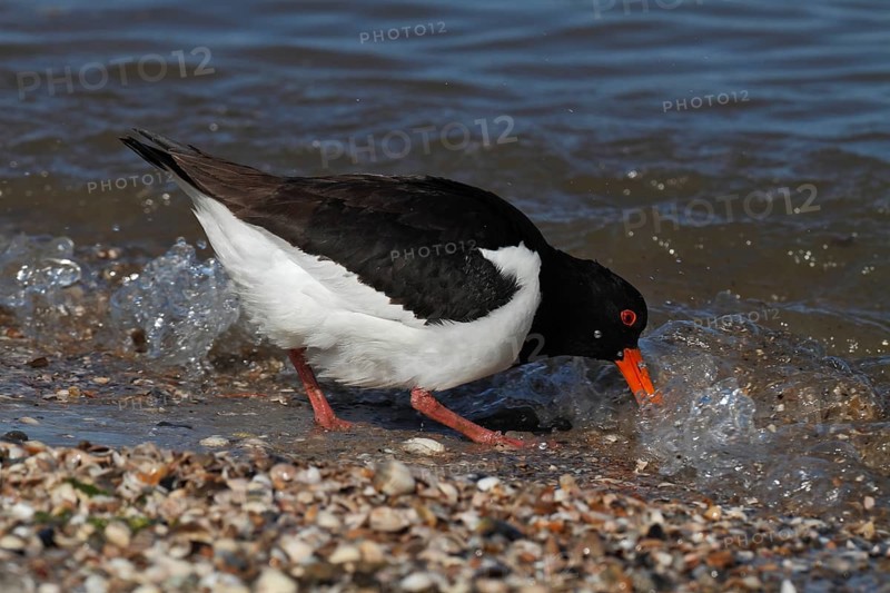 Eurasian oystercatcher (Haematopus ostralegus), poking in the sand with its beak, looking for food, Lower Saxon Wadden Sea National Park, East Frisian Islands, Lower Saxony, Germany, Europe