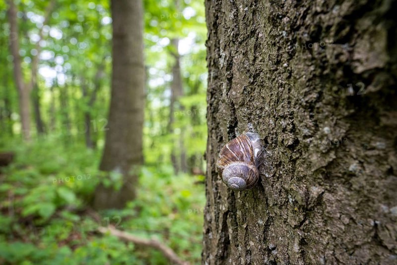 Snail on a tree, Wiesensteig, Swabian Alb, Baden-Württemberg, Germany, Europe