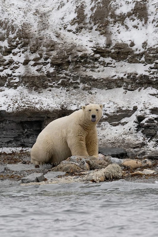 Scavenging polar bear (Ursus maritimus) eating the carcass of a stranded dead minke whale on the coast of Wahlbergøya, Svalbard, Svalbard, Norway, Europe
