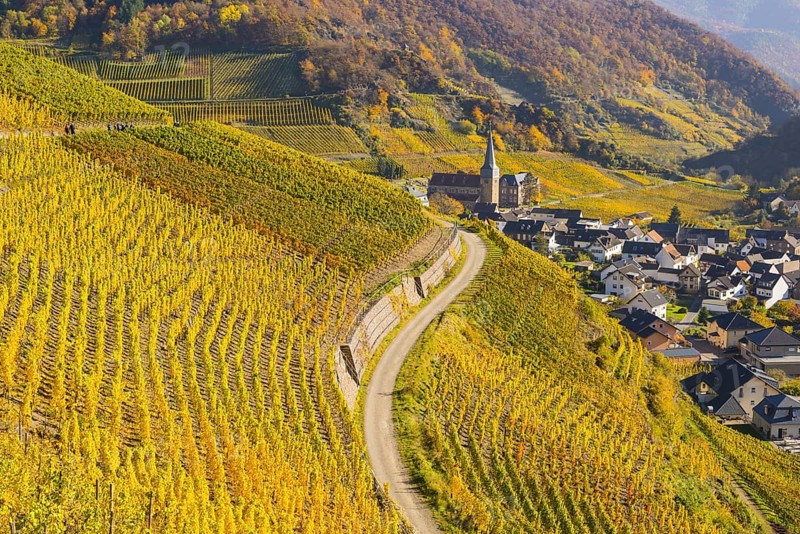 Vineyards in autumn, Mayschoß with parish church, red wine growing region Ahrtal, red wine of the Pinot Noir and Portugieser grape is grown here, Eifel, Rhineland-Palatinate, Germany, Europe