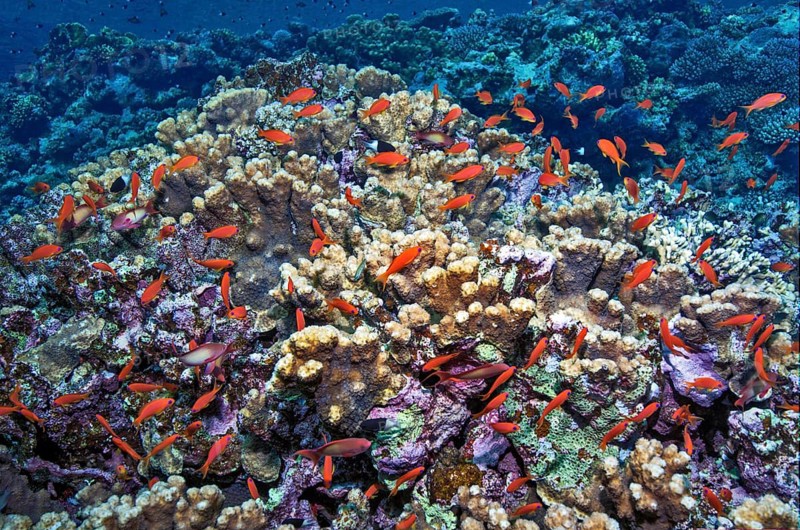 Small school of fish Shoal of sea goldies (Pseudanthias squamipinnis) swims over coral block of stony corals (Scleractinia) in coral reef, Red Sea, El Quseir, Egypt, Africa