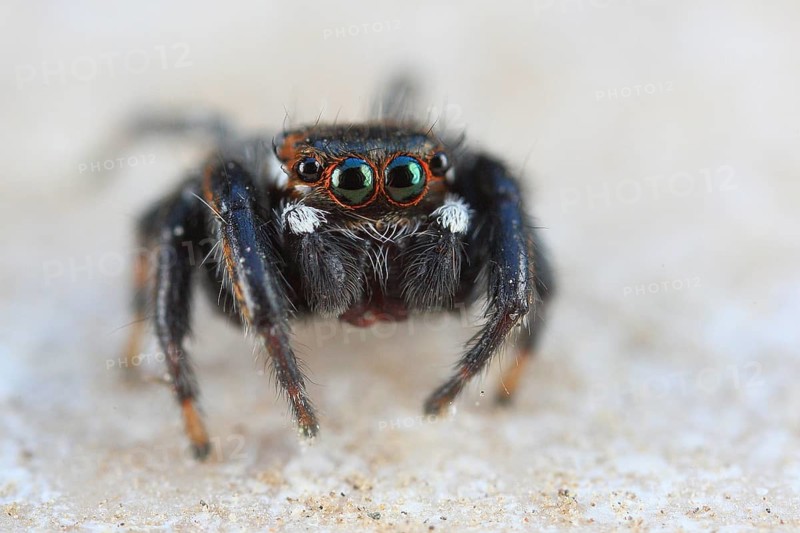 Close-up of a cute jumping spider with green eyes outlined in red, intense gaze, Sardinia, Italy, Europe