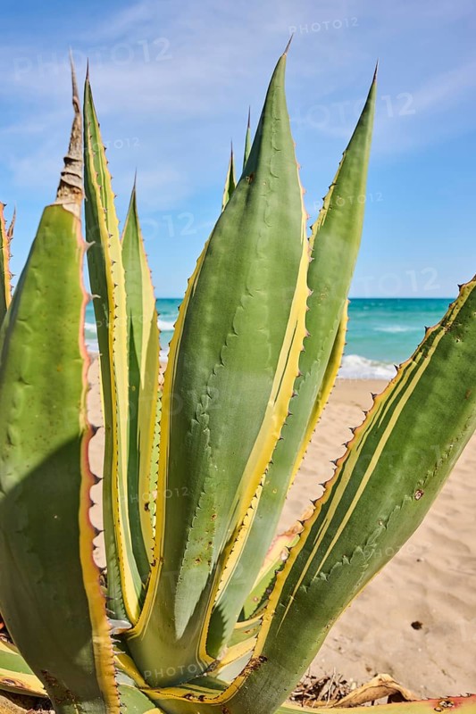 Century plant (Agave americana variegata) growing on a beach near Tarragona, Catalonia, Spain, Europe