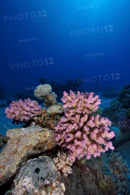 Pawpaw Coral (Pocillopora verrucosa), Small Abu Reef Dive Site, Fury Shoals, Red Sea, Egypt, Africa