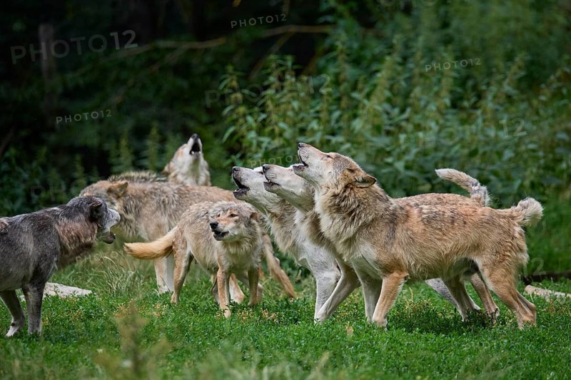 Timber Wolf (Canis lupus), howling group of wolves, captive, Germany, Europe