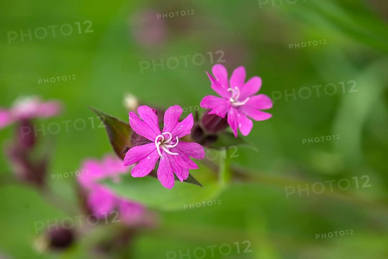 Flowers of a red campion (Silene dioica), Bavaria, Germany, Europe