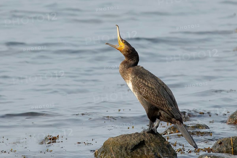 Great cormorant (Phalacrocorax carbo), wildlife, standing on a rock, opening its beak, animals, birds, on the Baltic Sea coast, Fehmarn Island, Schleswig-Holstein, Germany, Europe