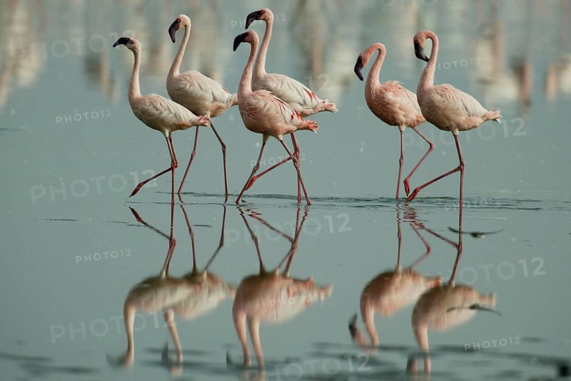 Lesser Flamingos (Phoeniconaias minor) at lake Nakuru, Nakuru national park, Kenya, Africa