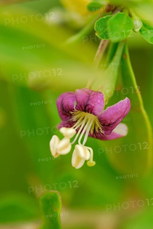 Fenugreek (Lycium barbarum)