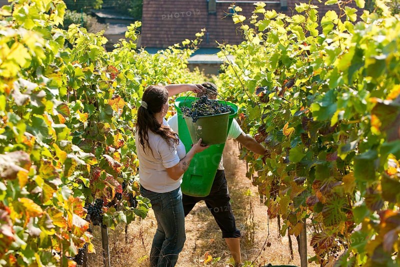 Grape grape harvest in the Spaargebirge near Meißen