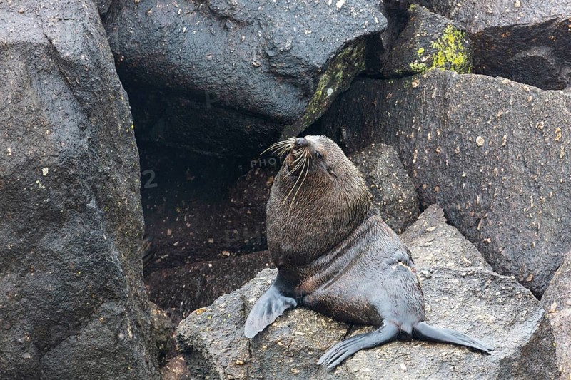 Pinnipeds (Pinnipedia), Colony, Cape Foulwind, New Zealand, Oceania