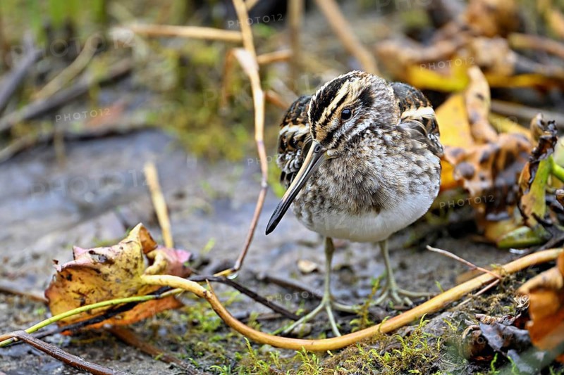 Jack snipe (Lymnocryptes minimus), Switzerland, Europe