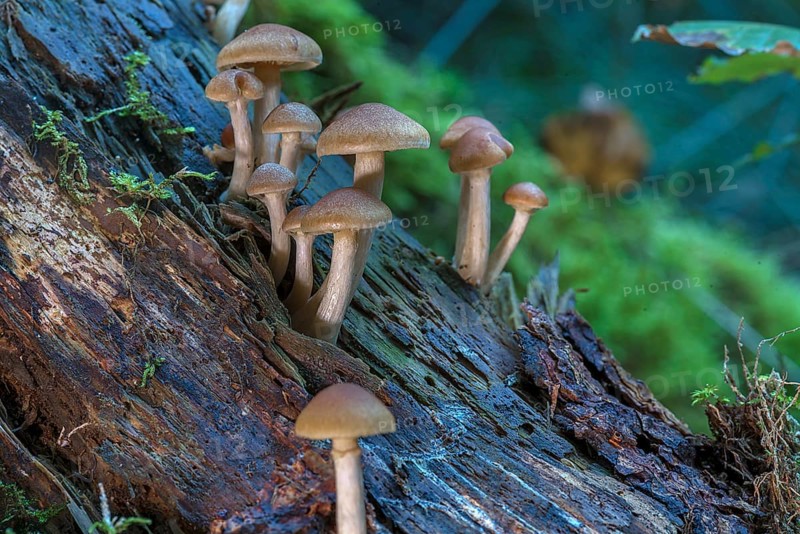 Spotted freckle-gilled gymnopilus (Gymnopilus penetrans) Mixed forest, Franconia, Bavaria, Germany, Europe