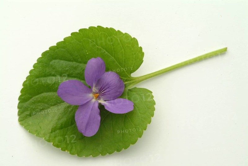 Violet, fragrant violet, medicinal plant, herb, wild plant, medicinal use, Viola odorata, Viola mammola