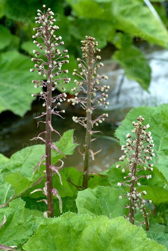 Butterbur (Petasites hybridus), medicinal plant, herb, wild plant, medicinal use