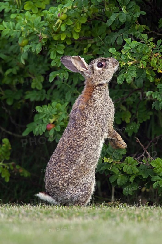 European rabbit (Oryctolagus cuniculus), common rabbit standing upright and eating leaves from bush along field