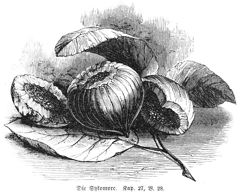 The sycamore (sycomorus), oil garden, mulberry tree, Baal Hanan, Joash, oil treasure, plant, fruit, leaves, halved, Bible, Old Testament, First Book of Chronicles, Chapter 27, Verse 28, historical illustration circa 1850