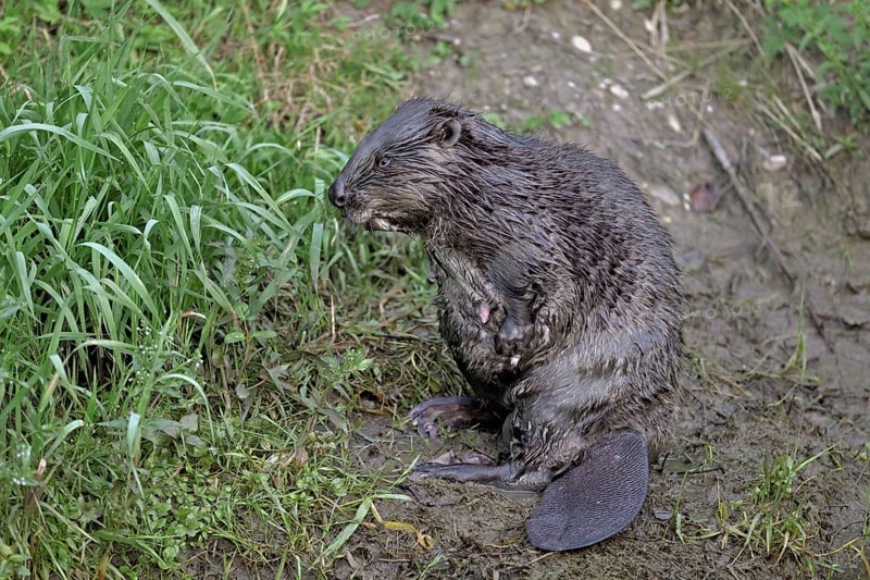 Eurasian beaver, european beaver (Castor fiber) mother standing on the river bank, Freiamt, Canton Aargau, Switzerland, Europe